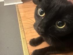 Shelter Stray Female Cat last seen Near Morris Avenue, BRONX, NY, 10457, New York, NY 10029