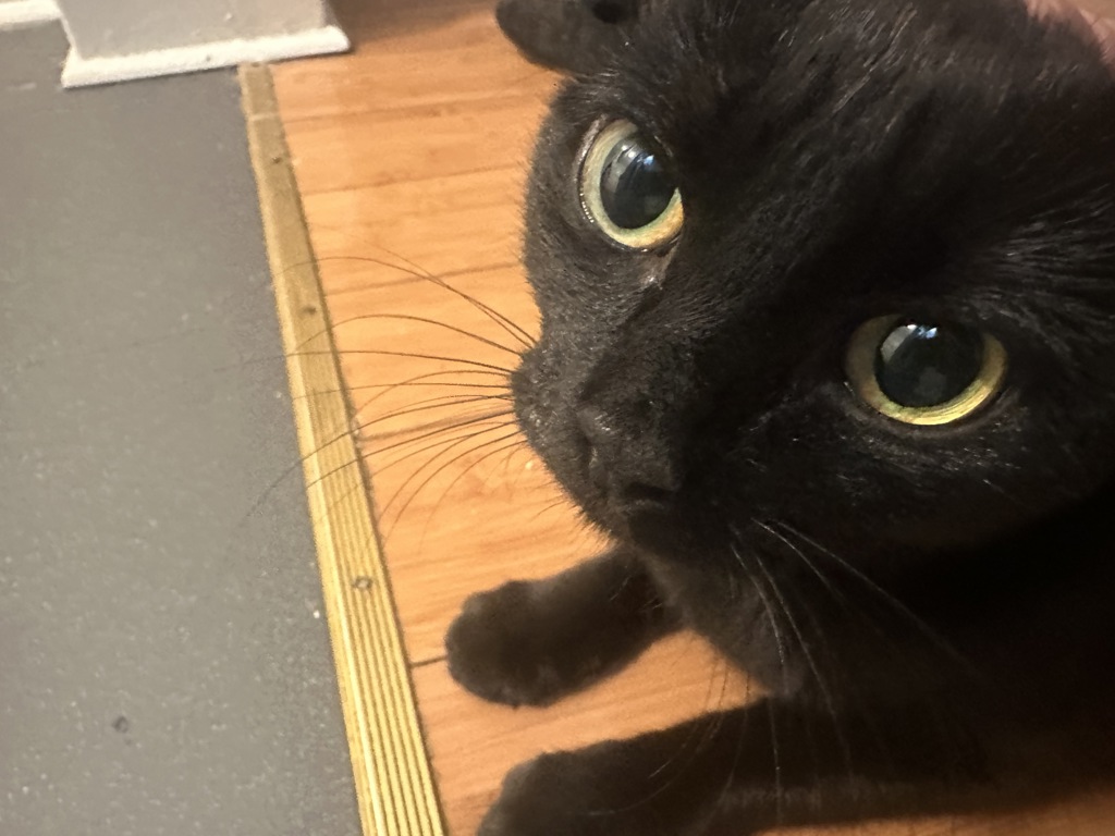 Shelter Stray Female Cat last seen Near Morris Avenue, BRONX, NY, 10457, New York, NY 10029