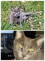 Lost Female Cat last seen Between Walmart & Courtyard Plaza, New Braunfels, TX 78130, New Braunfels, TX 78130