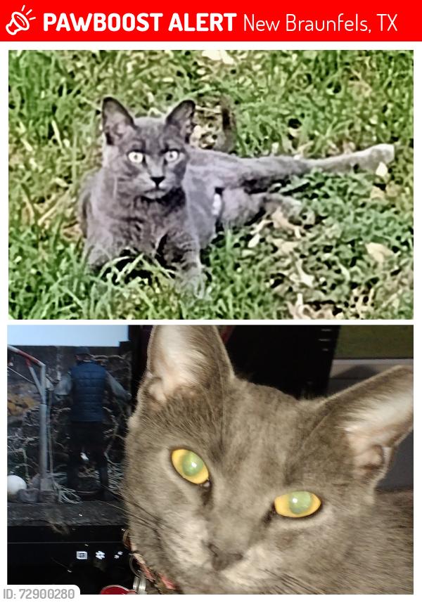 Lost Female Cat last seen Between Walmart & Courtyard Plaza, New Braunfels, TX 78130, New Braunfels, TX 78130