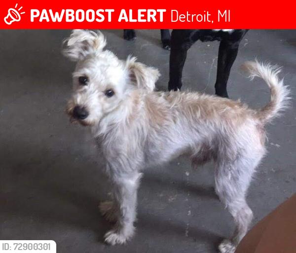 Lost Male Dog last seen Vernor and West Grand Blvd , Detroit, MI 48216
