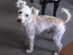 Lost Male Dog last seen Vernor and West Grand Blvd , Detroit, MI 48216