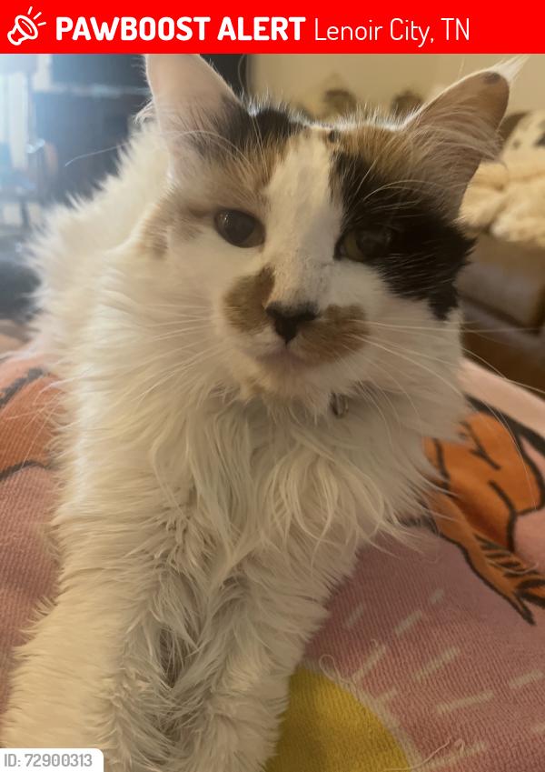 Lost Female Cat last seen Paisley Reece lane, Lenoir City, TN 37771