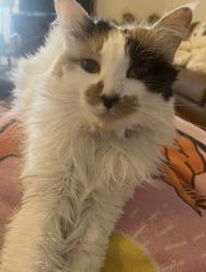 Lost Female Cat last seen Paisley Reece lane, Lenoir City, TN 37771