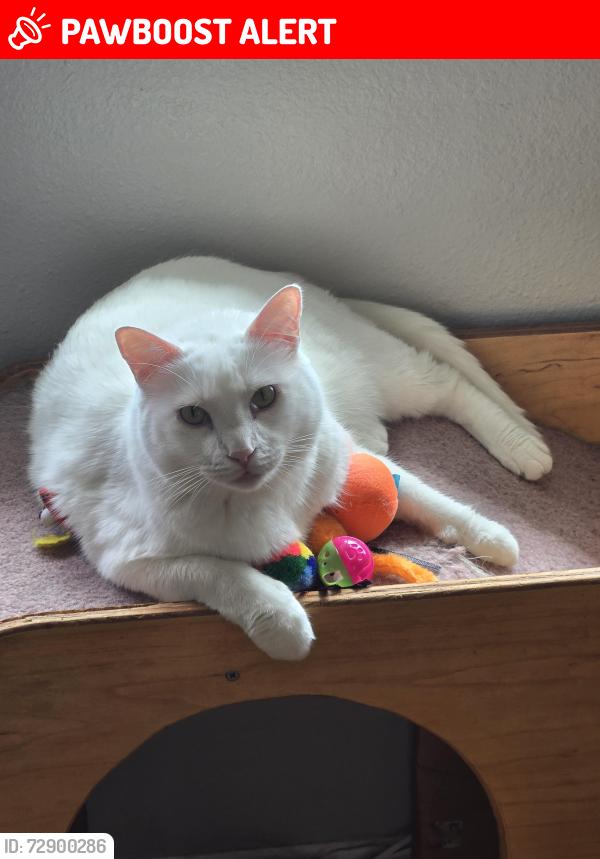 Lost Male Cat last seen Uintah and yuma, Colorado Springs, CO 80909