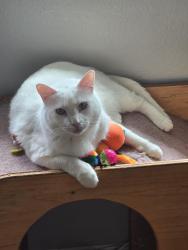 Lost Male Cat last seen Uintah and yuma, Colorado Springs, CO 80909