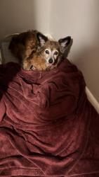 Lost Female Dog last seen Eastover dr/ newhall dr, Conover, NC 28613