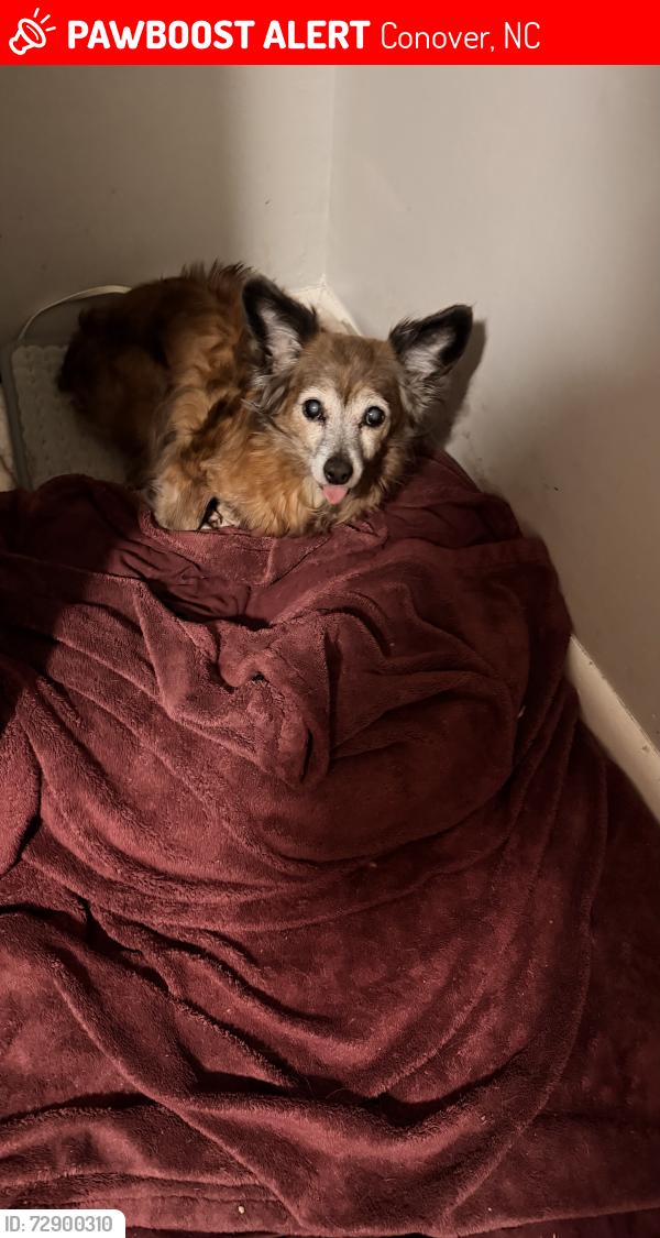 Lost Female Dog last seen Eastover dr/ newhall dr, Conover, NC 28613