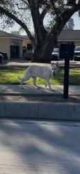 Found/Stray Unknown Dog last seen Palm and seventh ave going toward trails by orange grove, Hacienda Heights, CA 91745