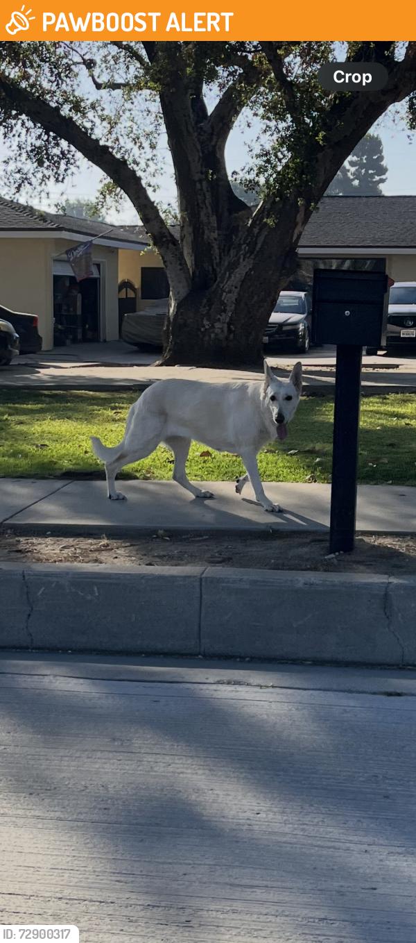 Found/Stray Unknown Dog last seen Palm and seventh ave going toward trails by orange grove, Hacienda Heights, CA 91745