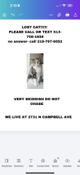 Reunited Female Cat last seen Western & Campbell, Chicago, IL 60647
