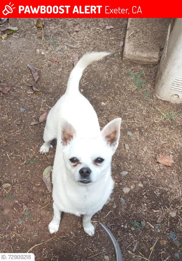 Lost Male Dog last seen East Morgan Avenue. Tooleville, Exeter, CA 93221