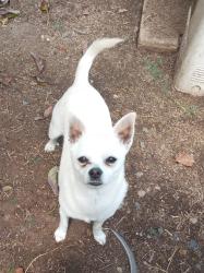 Lost Male Dog last seen East Morgan Avenue. Tooleville, Exeter, CA 93221