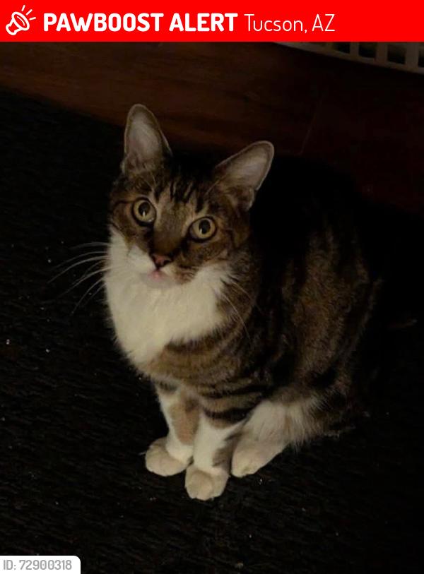 Lost Male Cat last seen Benson hwy & S Columbus Blvd, Tucson, AZ 85706
