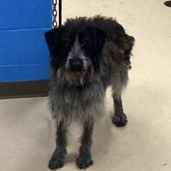Shelter Stray Female Dog last seen , Pine Bluff, AR 71601