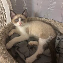 Shelter Stray Male Cat last seen , Port Richey, FL 34653
