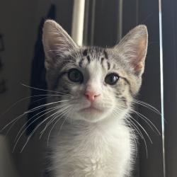 Shelter Stray Male Cat last seen , Port Richey, FL 34653