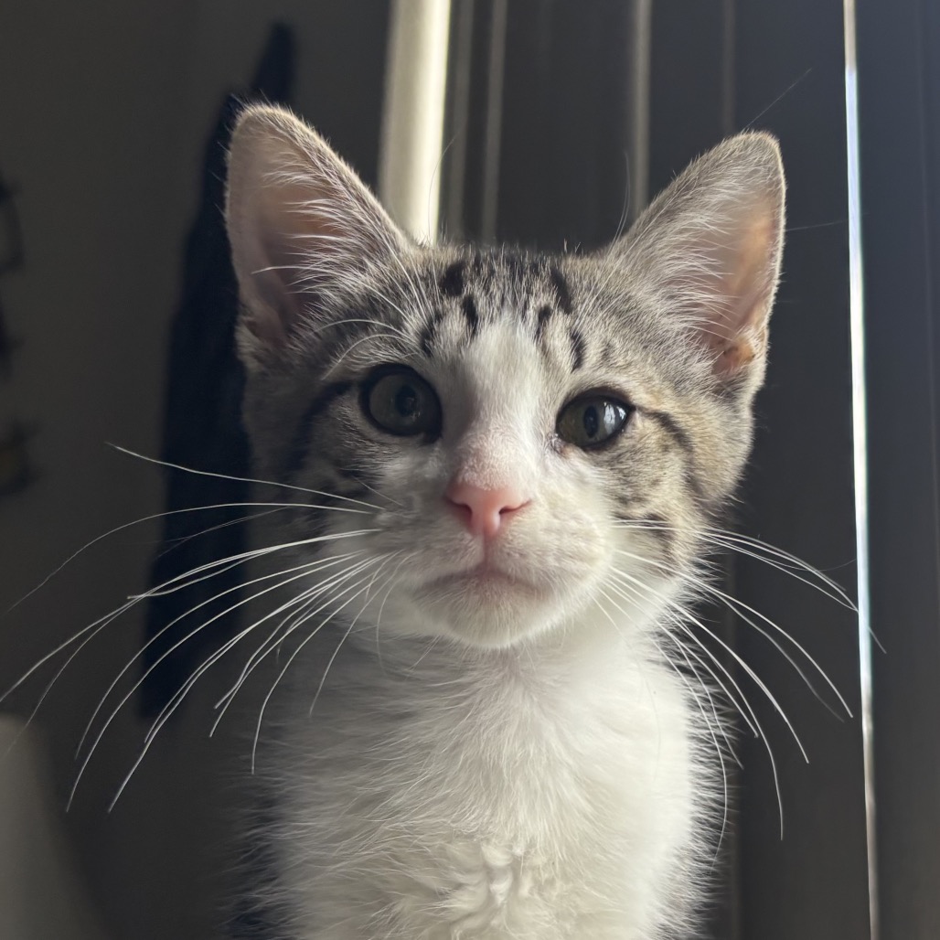 Shelter Stray Male Cat last seen , Port Richey, FL 34653