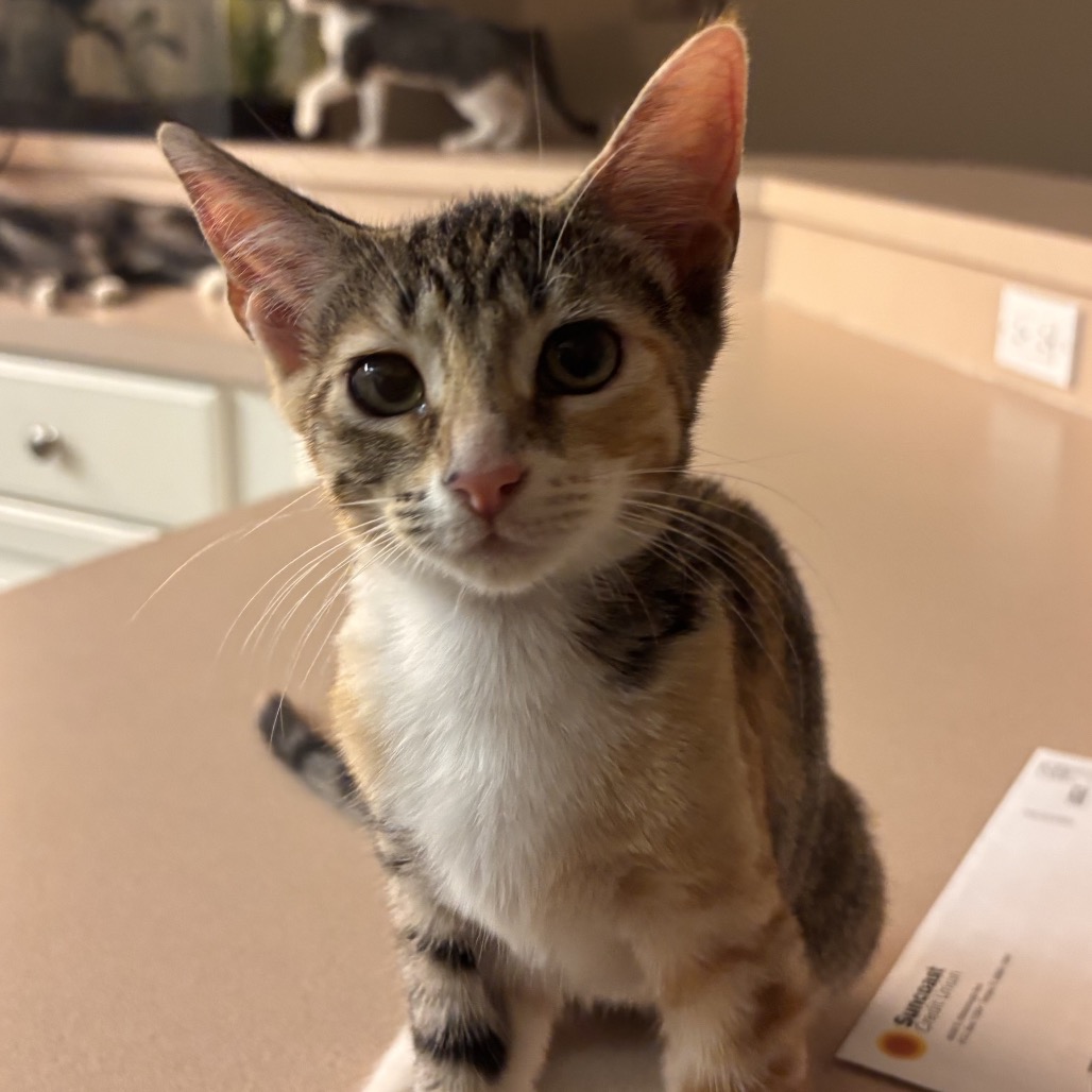 Shelter Stray Female Cat last seen , 8020 Washington St, Port Richey, FL 34668, USA
