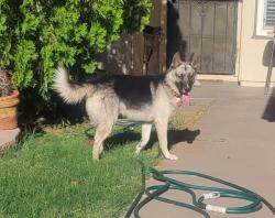 Found/Stray Unknown Dog last seen 76th Drive & Sells Dr. , Phoenix, AZ 85033