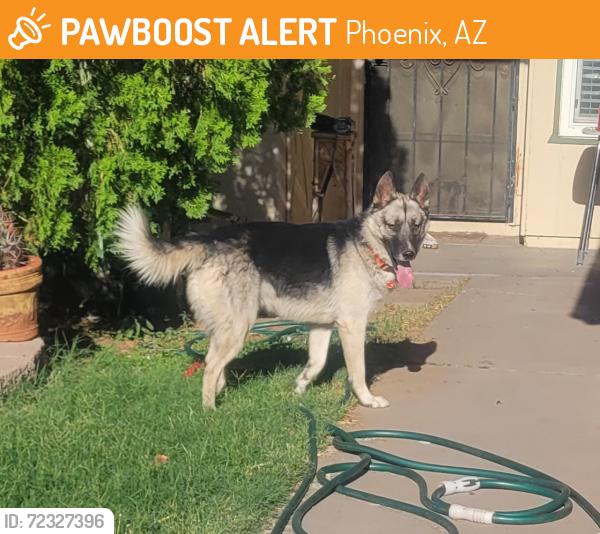 Found/Stray Unknown Dog last seen 76th Drive & Sells Dr. , Phoenix, AZ 85033