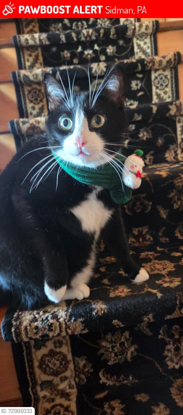 Lost Male Cat last seen Sidman, PA, Sidman, PA 15955