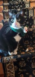 Lost Male Cat last seen Sidman, PA, Sidman, PA 15955