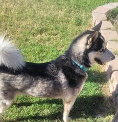 Found/Stray Unknown Dog last seen 76th Drive & Sells Dr. , Phoenix, AZ 85033