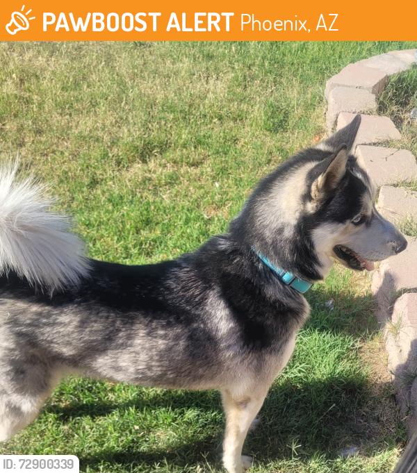 Found/Stray Unknown Dog last seen 76th Drive & Sells Dr. , Phoenix, AZ 85033