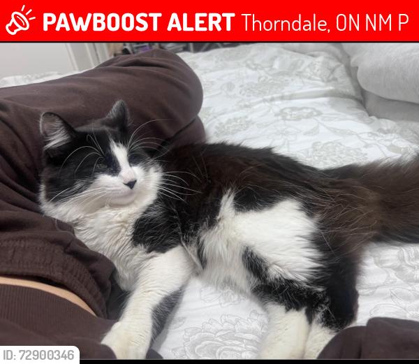 Lost Male Cat last seen In the parks, Thorndale, ON N0M 2P0