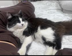 Lost Male Cat last seen In the parks, Thorndale, ON N0M 2P0