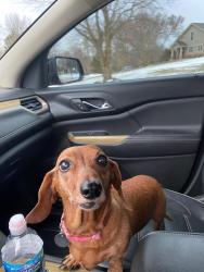 Lost Female Dog last seen Deseret Drive and Liberty Road , Powell, OH 43065