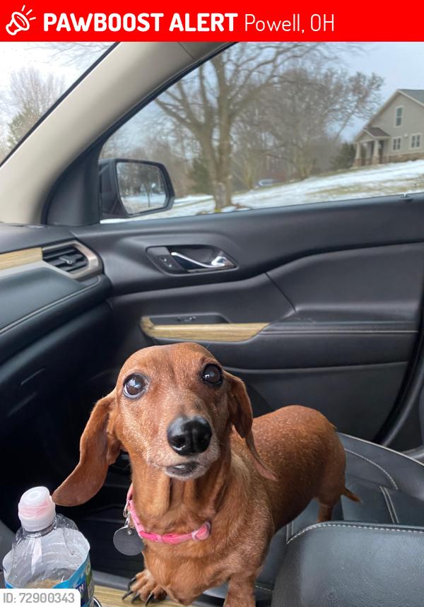 Lost Female Dog last seen Deseret Drive and Liberty Road , Powell, OH 43065