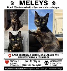 Reunited Female Cat last seen School Street and Laramie , Chicago, IL 60641