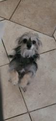 Reunited Female Dog last seen Indios and boulder , Las Vegas, NV 89121