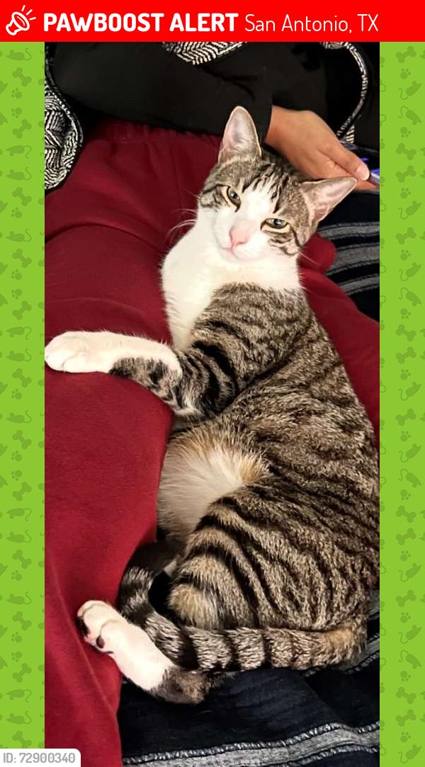 Lost Male Cat last seen Dominion Drive , San Antonio, TX 78257