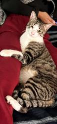 Lost Male Cat last seen Dominion Drive , San Antonio, TX 78257