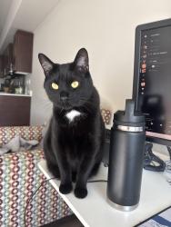 Reunited Male Cat last seen Escaped through my front window at 10:57pm, Arlington, WA 98223