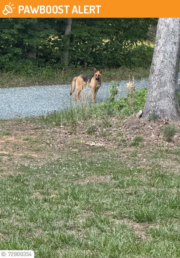 Found/Stray Male Dog last seen Williams Ln and Woods Chapel Rd, Alamance County, NC 27253