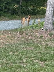 Found/Stray Male Dog last seen Williams Ln and Woods Chapel Rd, Alamance County, NC 27253