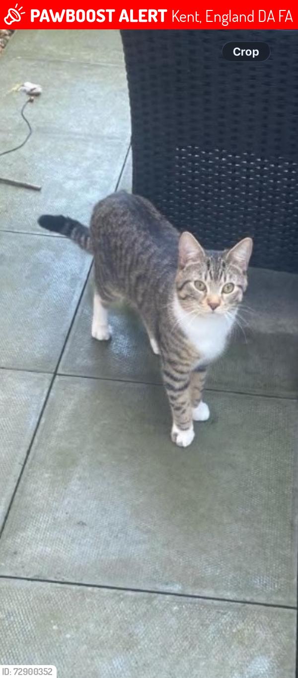 Lost Male Cat last seen Burnham Road Creek Mill Way Dartford, Kent, England DA1 2FA