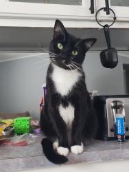 Lost Male Cat last seen Blissfield Court, Fort Wayne, IN 46818