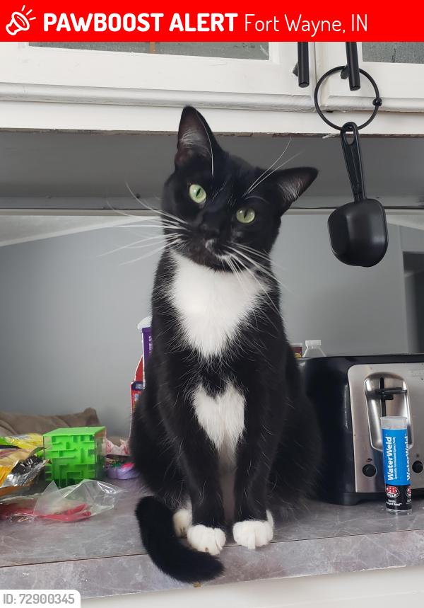 Lost Male Cat last seen Blissfield Court, Fort Wayne, IN 46818