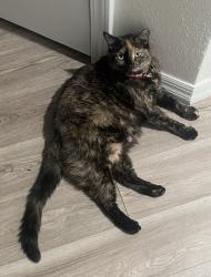 Lost Female Cat last seen Mailes Ct apmts, Ricker Rd, , Jacksonville, FL 32210