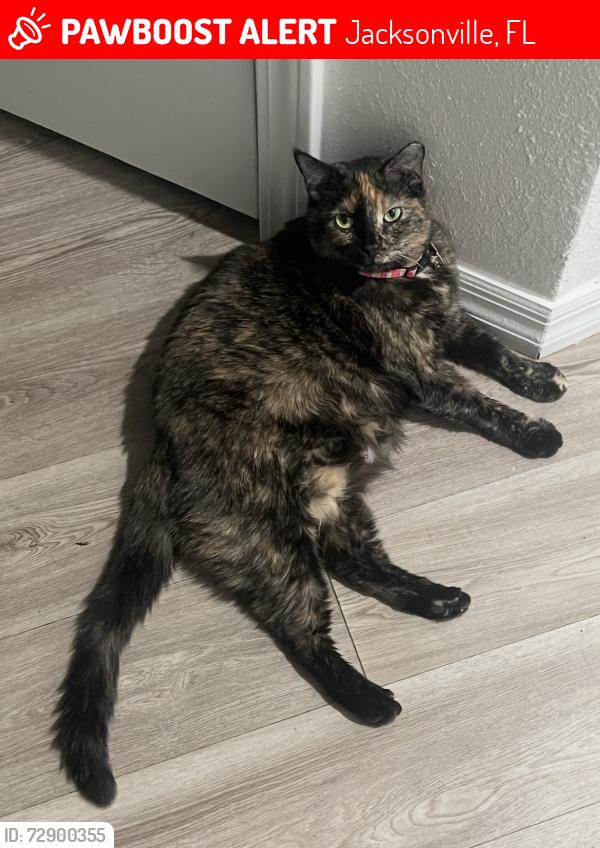 Lost Female Cat last seen Mailes Ct apmts, Ricker Rd, , Jacksonville, FL 32210