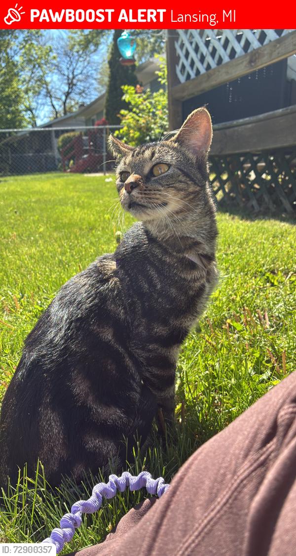 Lost Female Cat last seen martin luther king jr boulevard, Lansing, MI 48910