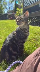 Lost Female Cat last seen martin luther king jr boulevard, Lansing, MI 48910