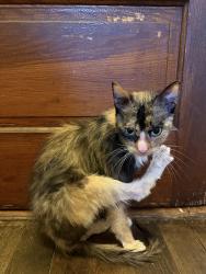 Found/Stray Female Cat last seen Worcester, MA, Worcester, MA 01609