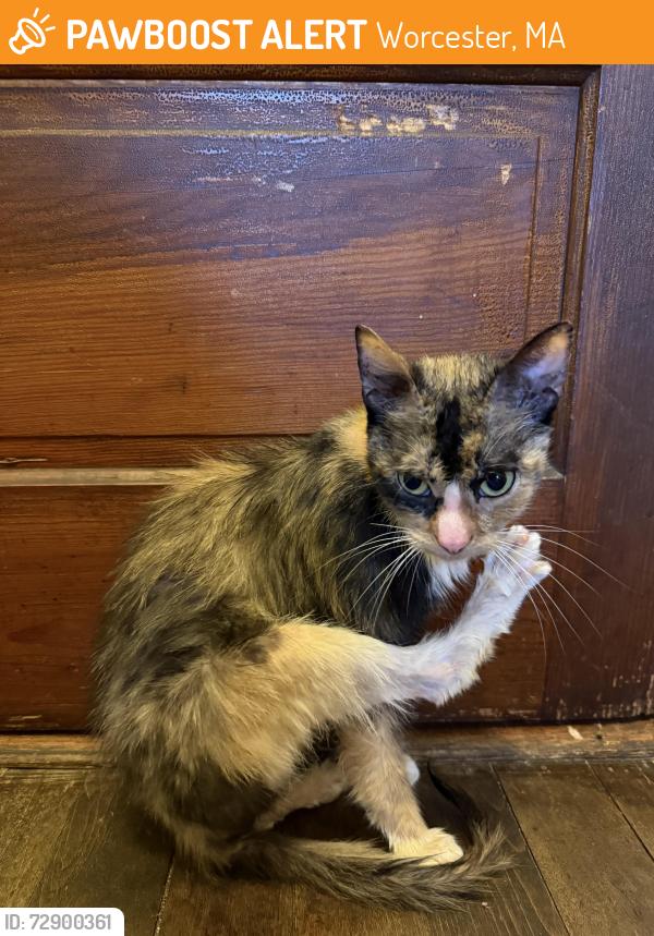 Found/Stray Female Cat last seen Worcester, MA, Worcester, MA 01609