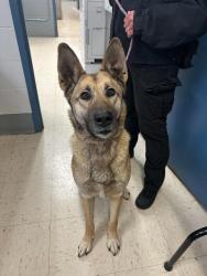 Reunited Female Dog last seen Leone and Kennard, Saint Paul, MN 55106